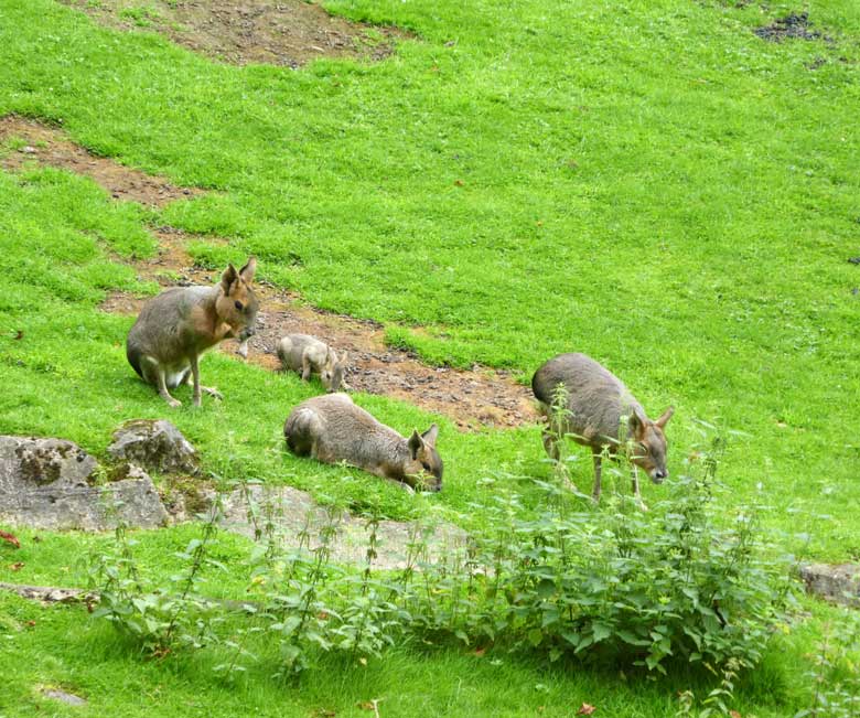 Große Maras am 13. August 2017 auf der Patagonienanlage im Zoo Wuppertal