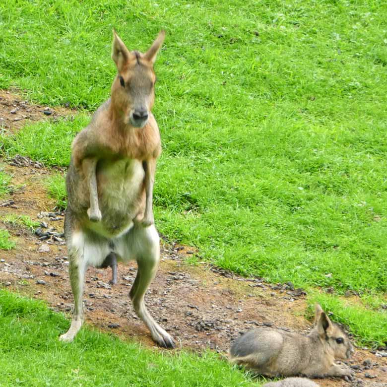 Große Maras am 13. August 2017 auf der Patagonienanlage im Zoologischen Garten Wuppertal