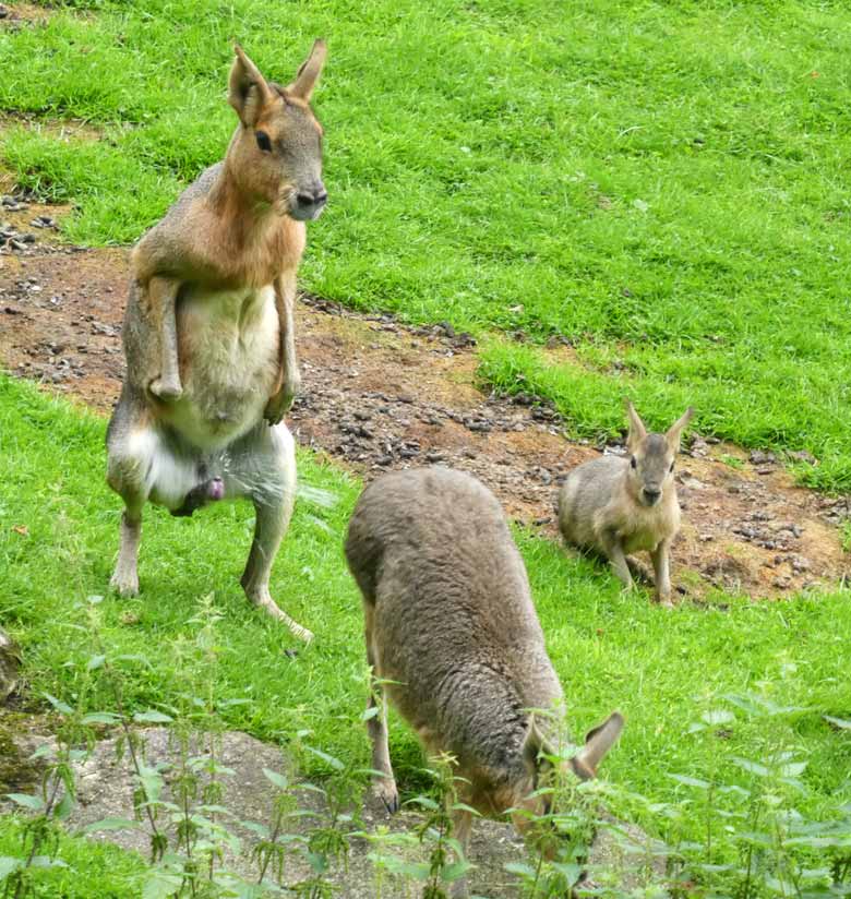 Große Maras am 13. August 2017 auf der Patagonienanlage im Wuppertaler Zoo