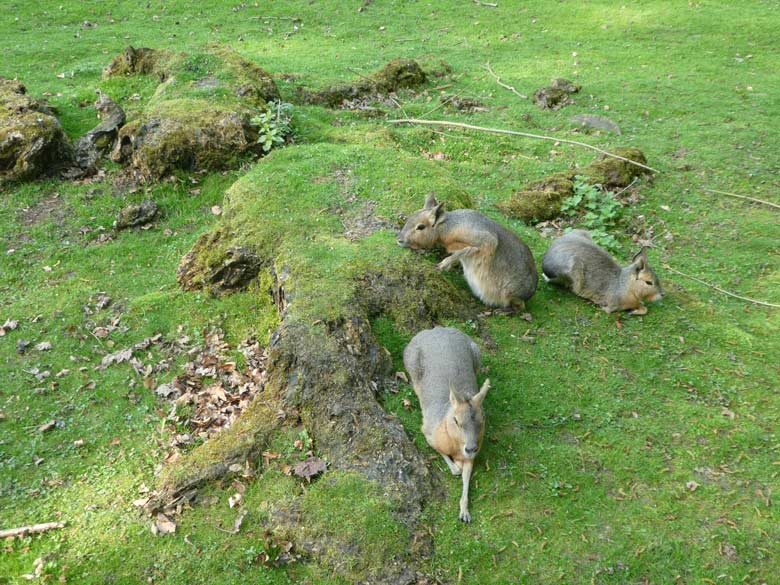 Drei Große Mara am 21. April 2018 auf der Patagonien-Anlage im Zoologischen Garten der Stadt Wuppertal