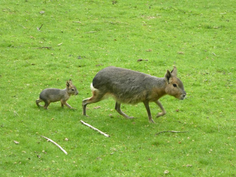 Große Mara mit Jungtier am 28. April 2018 auf der Patagonien-Anlage im Grünen Zoo Wuppertal