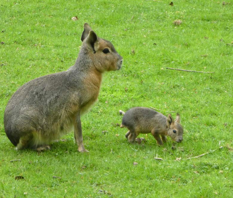 Große Mara mit Jungtier am 28. April 2018 auf der Patagonien-Anlage im Zoologischen Garten Wuppertal