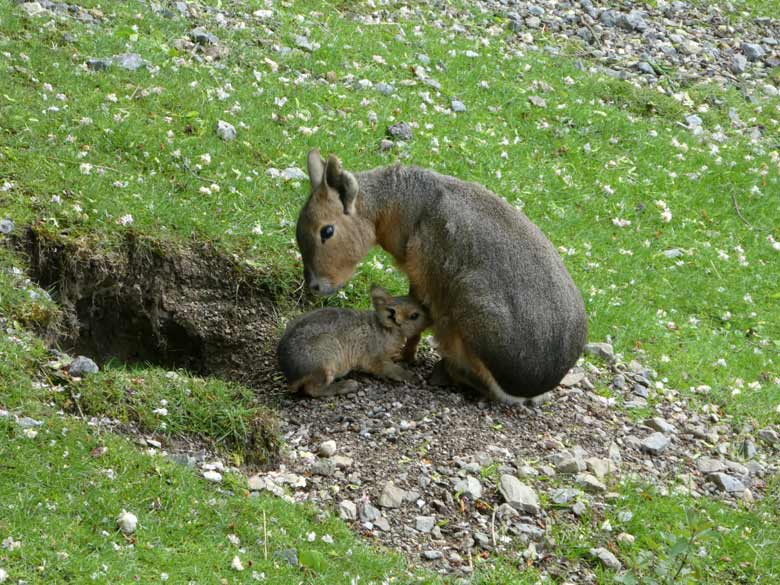 Große Mara mit Jungtier am 1. Mai 2018 auf der Patagonien-Anlage im Grünen Zoo Wuppertal