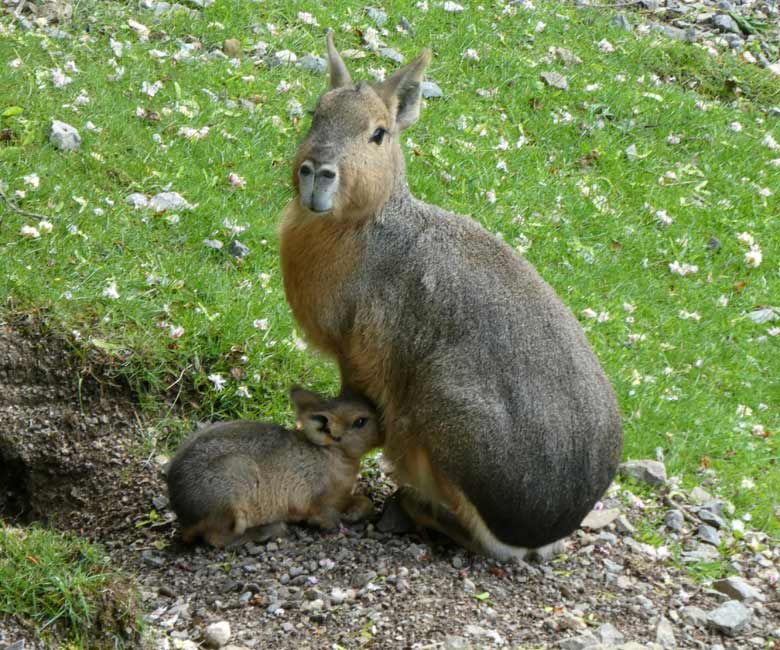 Große Mara mit Jungtier am 1. Mai 2018 auf der Patagonien-Anlage im Zoo Wuppertal