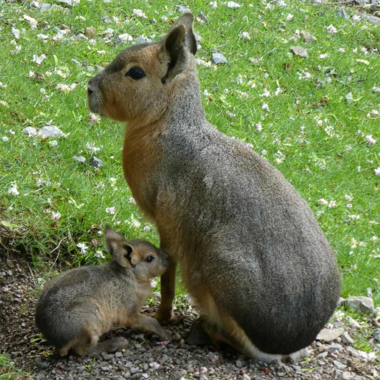 Große Mara mit Jungtier am 1. Mai 2018 auf der Patagonien-Anlage im Wuppertaler Zoo