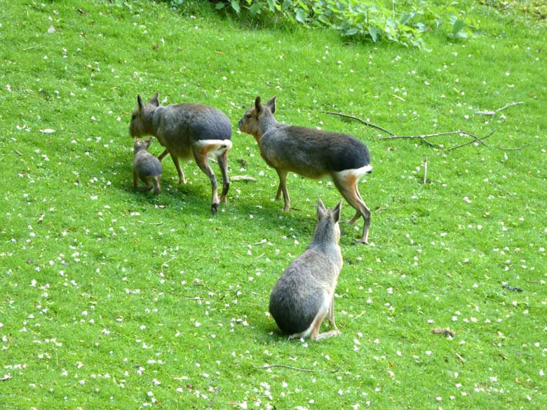 Drei Große Maras mit Jungtier am 1. Mai 2018 auf der Patagonien-Anlage im Grünen Zoo Wuppertal