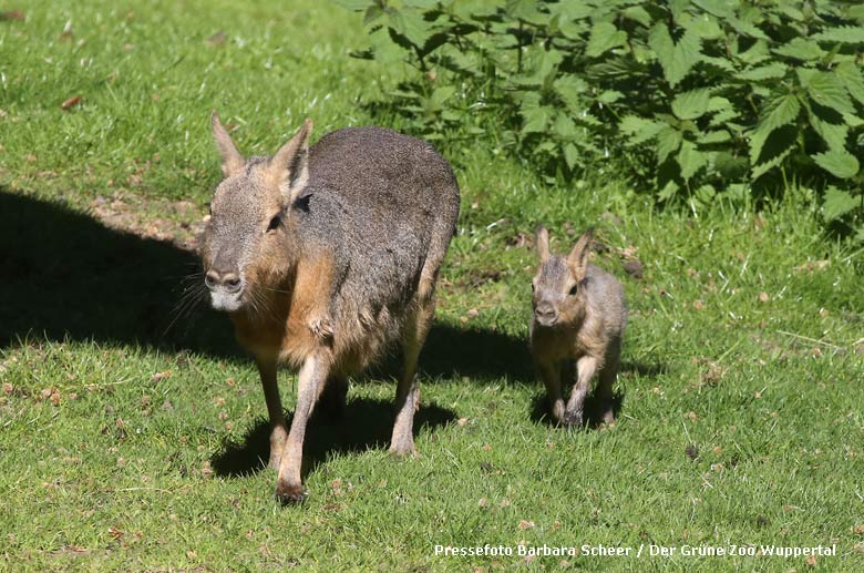 Große Mara mit Jungtier am 6. Mai 2018 auf der Patagonienanlage im Zoo Wuppertal (Pressefoto Barbara Scheer - Der Grüne Zoo Wuppertal)