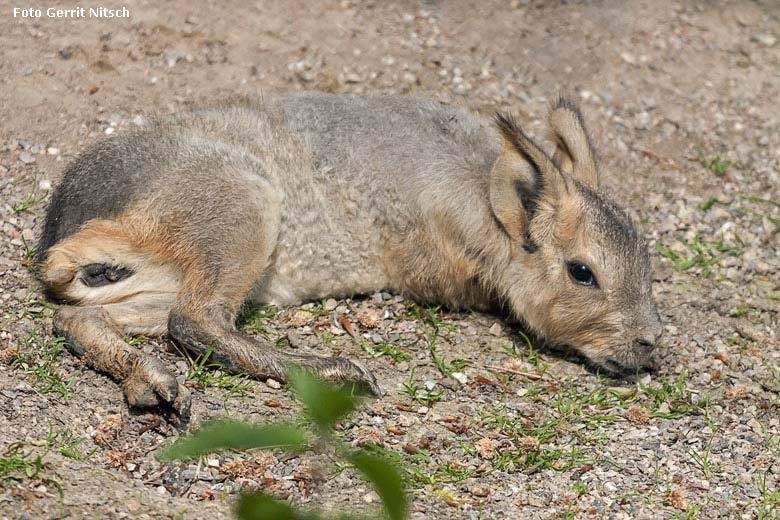 Große Mara-Jungtier am 11. Mai 2018 auf der Patagonien-Anlage im Grünen Zoo Wuppertal (Foto Gerrit Nitsch)