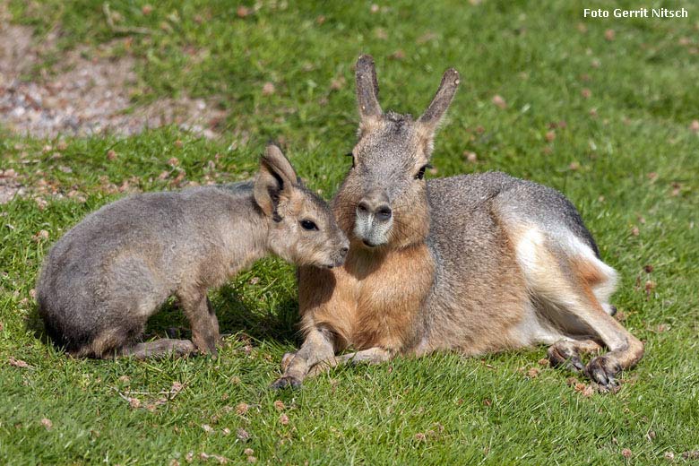 Große Mara mit Jungtier am 11. Mai 2018 auf der Patagonien-Anlage im Zoologischen Garten Wuppertal (Foto Gerrit Nitsch)