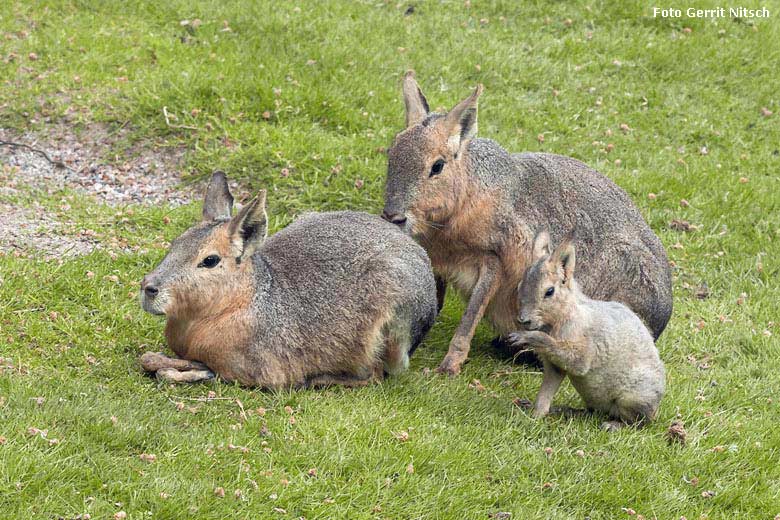 Große Maras mit Jungtier am 11. Mai 2018 auf der Patagonien-Anlage im Zoo Wuppertal (Foto Gerrit Nitsch)