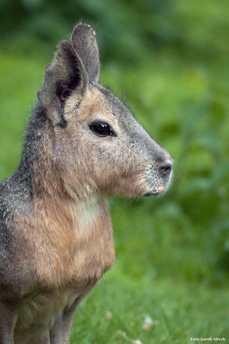 Große Mara am 11. Mai 2018 auf der Patagonien-Anlage im Grünen Zoo Wuppertal (Foto Gerrit Nitsch)