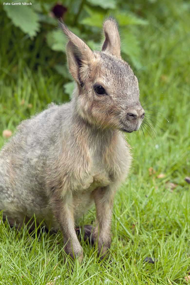 Große Mara-Jungtier am 11. Mai 2018 auf der Patagonien-Anlage im Zoologischen Garten der Stadt Wuppertal (Foto Gerrit Nitsch)