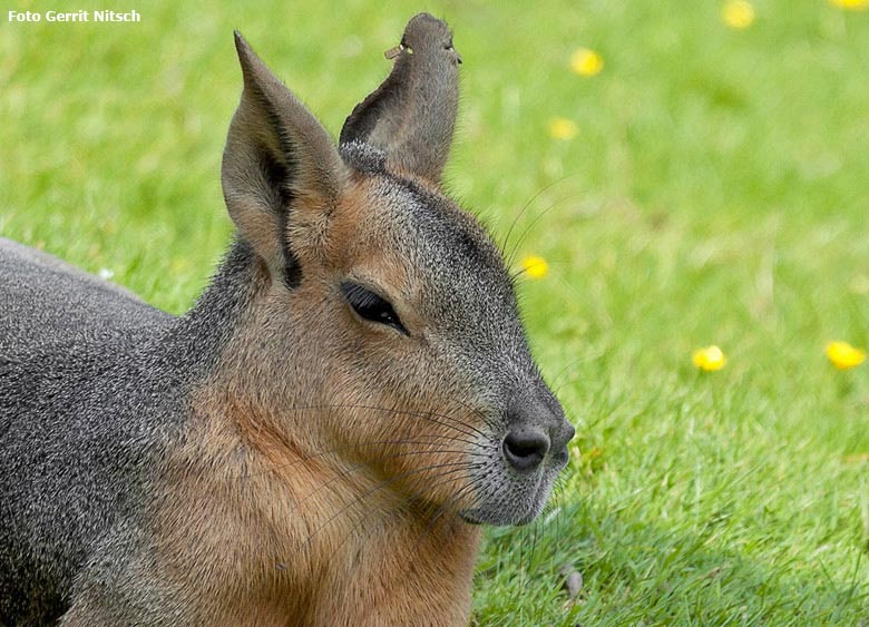 Große Mara am 7. Juni 2018 auf der Patagonienanlage im Grünen Zoo Wuppertal (Foto Gerrit Nitsch)