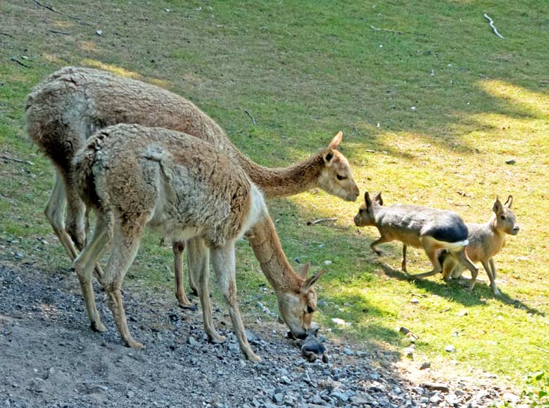 Ein Vikunja schnupperte am 21. Juli 2018 auf der Patagonienanlage im Wuppertaler Zoo am verängstigt platt auf dem Boden liegenden Große Mara-Jungtier