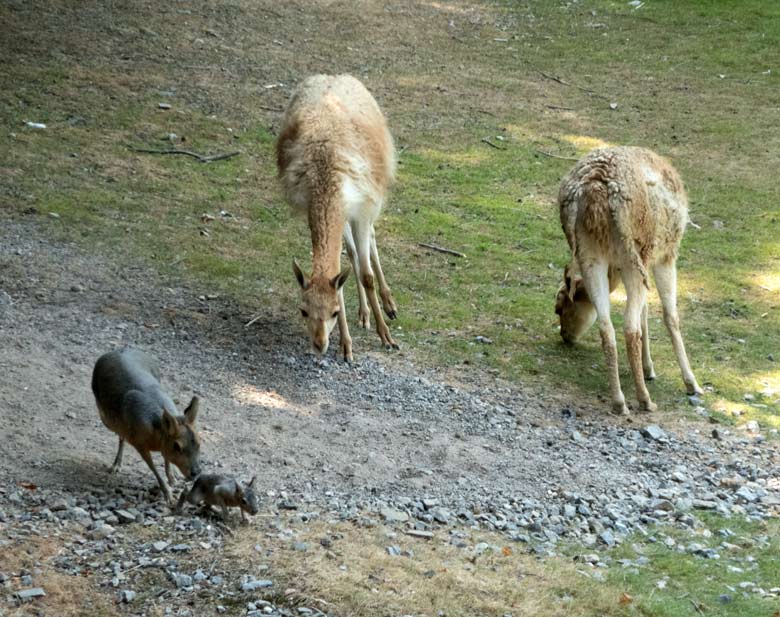Die Große-Mara-Mutter führte das Große-Mara-Jungtier am 21. Juli 2018 weg von den Vikunjas auf der Patagonienanlage im Zoologischen Garten Wuppertal
