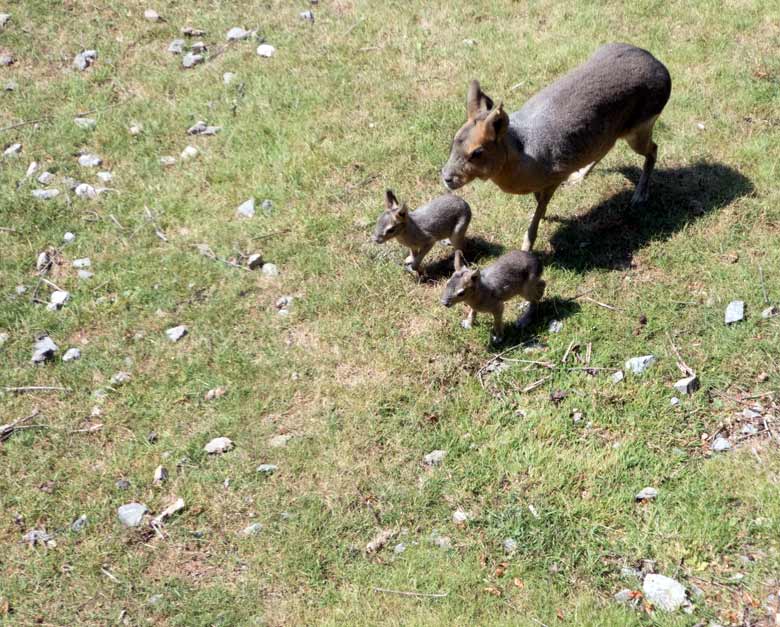 Die Große-Mara-Mutter mit ihren zwei Jungtieren am 21. Juli 2018 auf der Patagonienanlage im Grünen Zoo Wuppertal