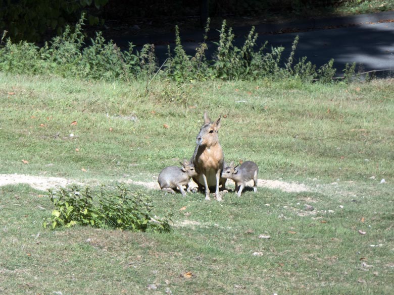 Große Mara mit zwei säugenden Jungtieren am Samstag, dem 4. August 2018, auf der Patagonienanlage im Grünen Zoo Wuppertal