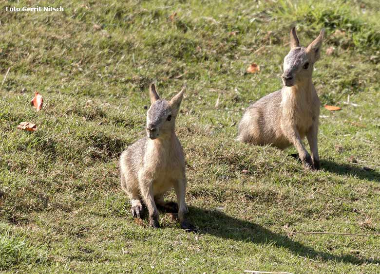 Große Mara Jungtiere am 18. August 2018 auf der Patagonienanlage im Grünen Zoo Wuppertal (Foto Gerrit Nitsch)