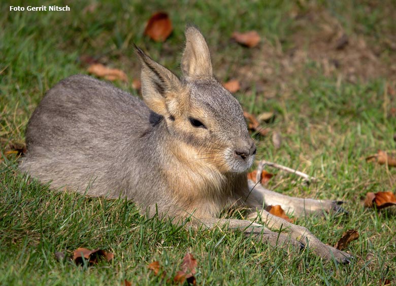 Große Mara am 18. August 2018 auf der Patagonienanlage im Zoologischen Garten Wuppertal (Foto Gerrit Nitsch)