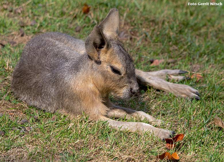 Große Mara am 18. August 2018 auf der Patagonienanlage im Wuppertaler Zoo (Foto Gerrit Nitsch)