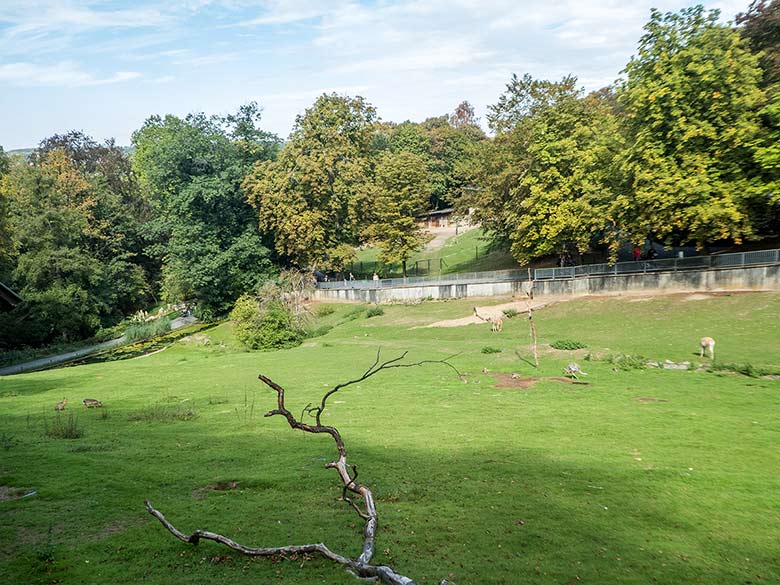 Acht Große Maras auf der Patagonien-Anlage am 9. September 2018 im Zoologischen Garten der Stadt Wuppertal