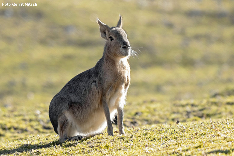 Große Mara am 27. Februar 2019 auf der Patagonien-Anlage im Wuppertaler Zoo (Foto Gerrit Nitsch)