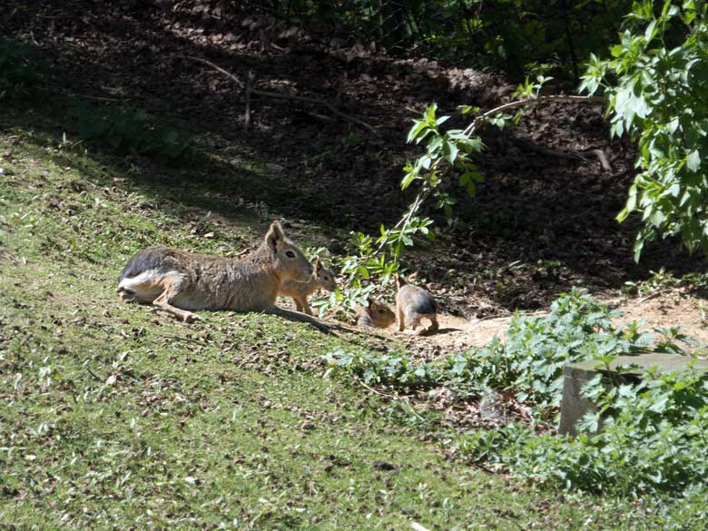 Große Mara mit drei Jungtieren am 19. April 2019 auf der Patagonien-Anlage im Grünen Zoo Wuppertal