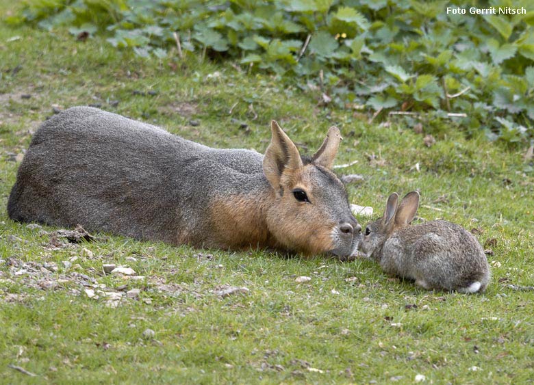 Große Mara mit Wildkaninchen am 20. April 2019 auf der Patagonien-Anlage im Wuppertaler Zoo (Foto Gerrit Nitsch)