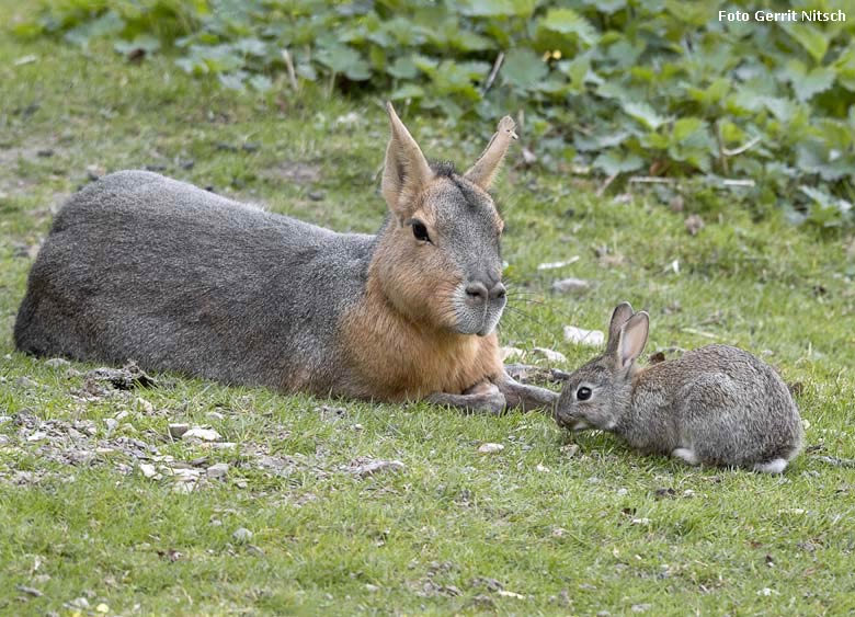 Große Mara mit Wildkaninchen am 20. April 2019 auf der Patagonien-Anlage im Zoologischen Garten Wuppertal (Foto Gerrit Nitsch)