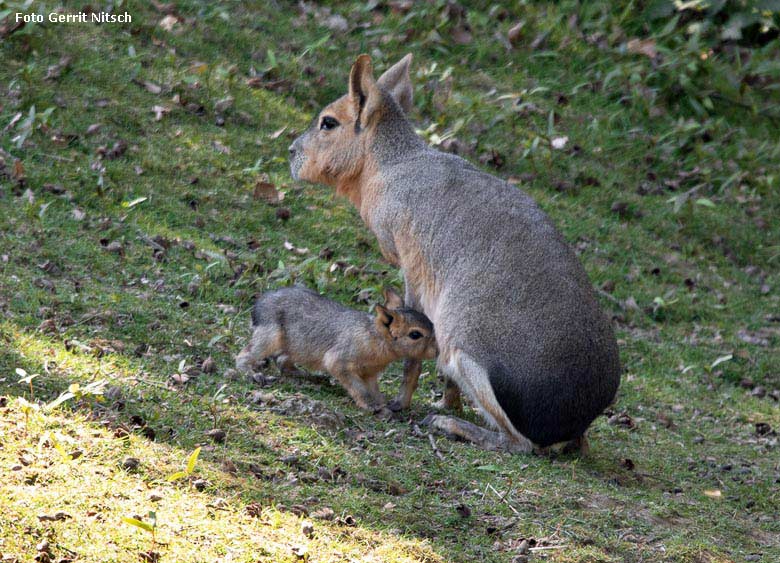 Große Mara mit Jungtier am 20. April 2019 auf der Patagonien-Anlage im Grünen Zoo Wuppertal (Foto Gerrit Nitsch)