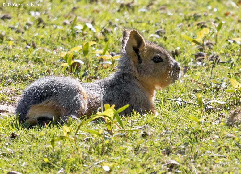 Große Mara-Jungtier am 20. April 2019 auf der Patagonien-Anlage im Zoologischen Garten der Stadt Wuppertal (Foto Gerrit Nitsch)