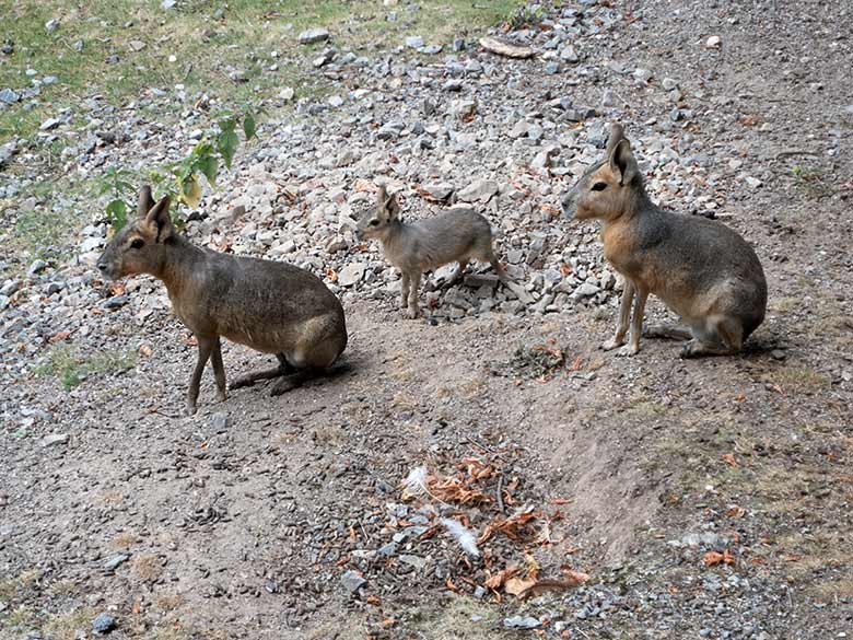 Zwei Große Maras mit Jungtier am 5. Juli 2019 auf der Patagonien-Anlage im Wuppertaler Zoo