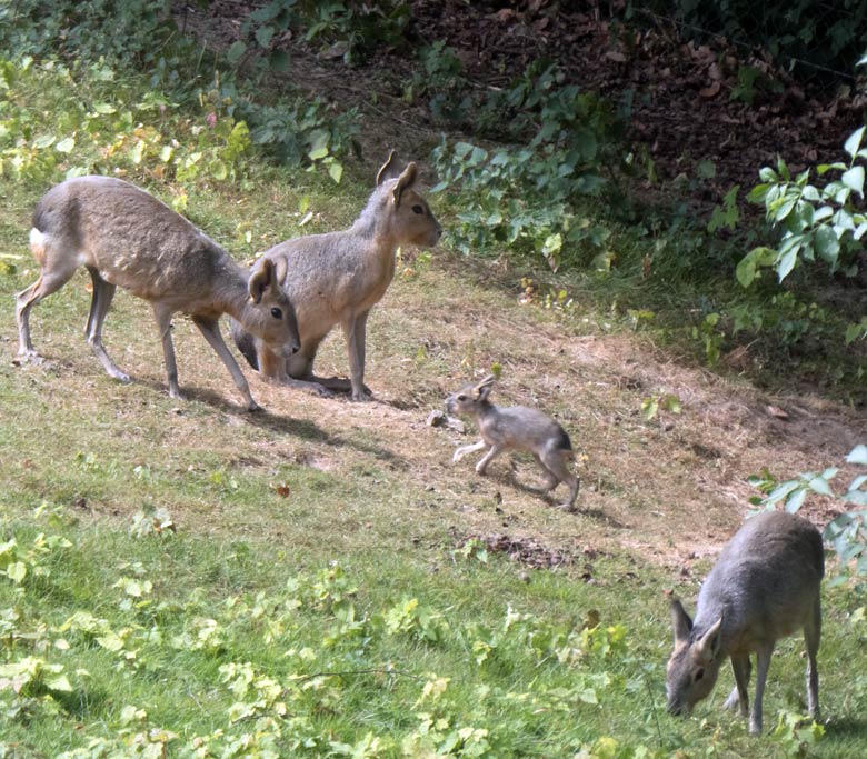 Große Mara mit Jungtier am 19. Juli 2019 auf der Patagonien-Anlage im Grünen Zoo Wuppertal