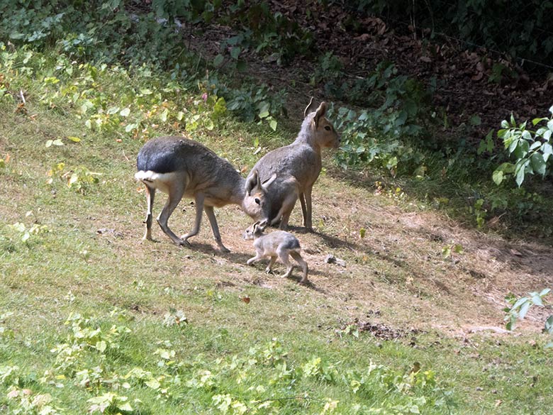 Große Mara mit Jungtier am 19. Juli 2019 auf der Patagonien-Anlage im Zoo Wuppertal