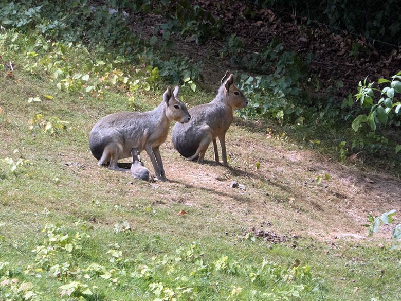 Große Mara mit Jungtier am 19. Juli 2019 auf der Patagonien-Anlage im Zoologischen Garten Wuppertal