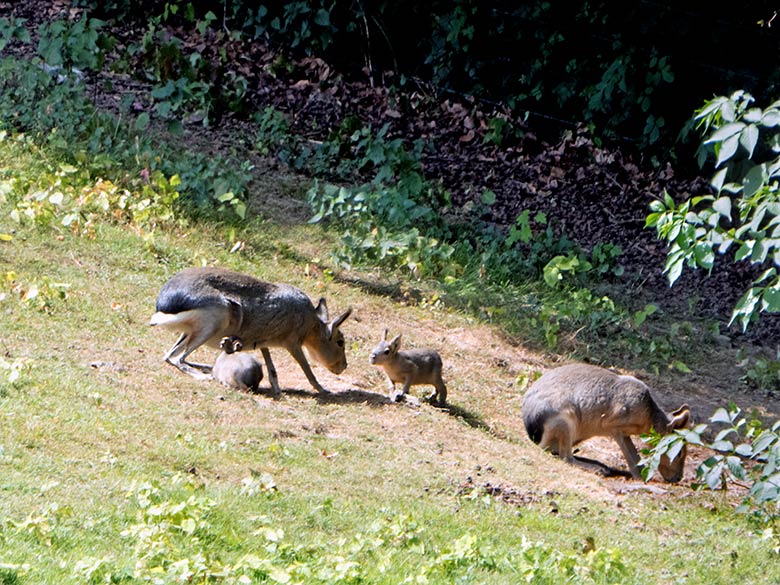 Große Mara mit zwei Jungtieren am 19. Juli 2019 auf der Patagonien-Anlage im Wuppertaler Zoo