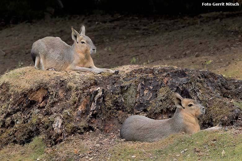 Große Maras am 27. Juli 2019 auf der Patagonien-Anlage im Grünen Zoo Wuppertal (Foto Gerrit Nitsch)