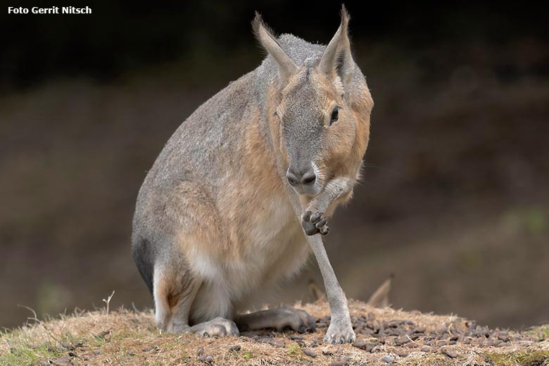 Große Mara am 27. Juli 2019 auf der Patagonien-Anlage im Zoologischen Garten der Stadt Wuppertal (Foto Gerrit Nitsch)