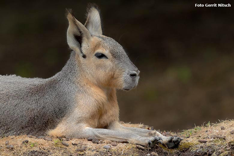 Große Mara am 27. Juli 2019 auf der Patagonien-Anlage im Wuppertaler Zoo (Foto Gerrit Nitsch)