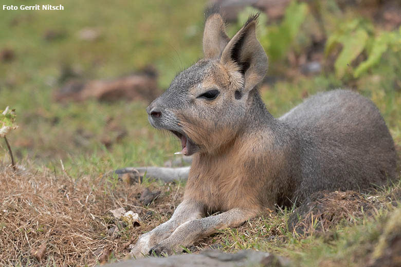 Gähnendes Große Mara-Jungtier am 27. Juli 2019 auf der Patagonien-Anlage im Zoo Wuppertal (Foto Gerrit Nitsch)