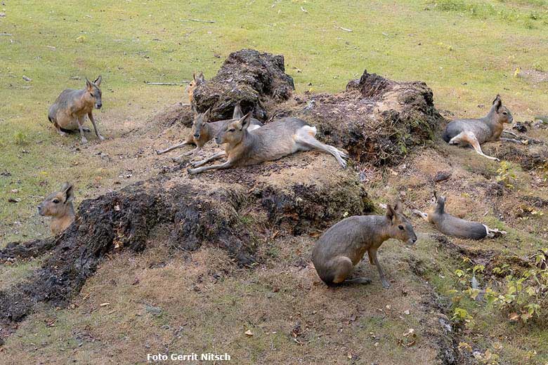 Große Maras am 27. Juli 2019 auf der Patagonien-Anlage im Grünen Zoo Wuppertal (Foto Gerrit Nitsch)