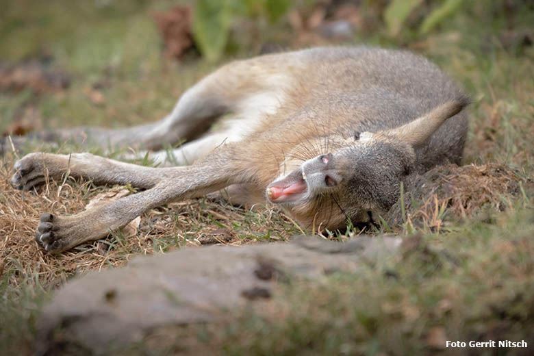 Große Mara am 27. Juli 2019 auf der Patagonien-Anlage im Zoologischen Garten Wuppertal (Foto Gerrit Nitsch)