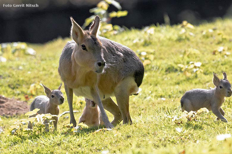 Große Mara mit drei Jungtieren am 4. August 2019 auf der Patagonien-Anlage im Grünen Zoo Wuppertal (Foto Gerrit Nitsch)