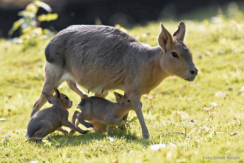 Große Mara mit Jungtieren am 4. August 2019 auf der Patagonien-Anlage im Zoologischen Garten Wuppertal (Foto Gerrit Nitsch)