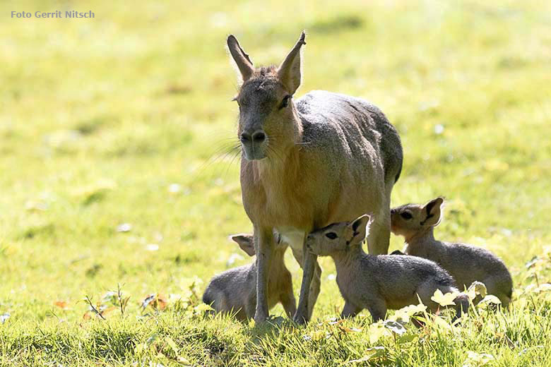 Große Mara mit drei Jungtieren am 4. August 2019 auf der Patagonien-Anlage im Wuppertaler Zoo (Foto Gerrit Nitsch)