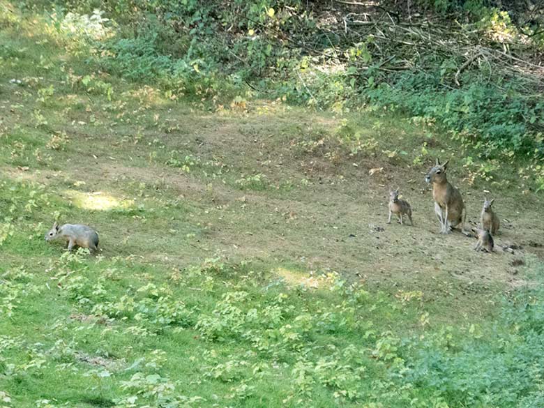 Große Mara mit Jungtieren am 4. August 2019 auf der Patagonien-Anlage im Grünen Zoo Wuppertal