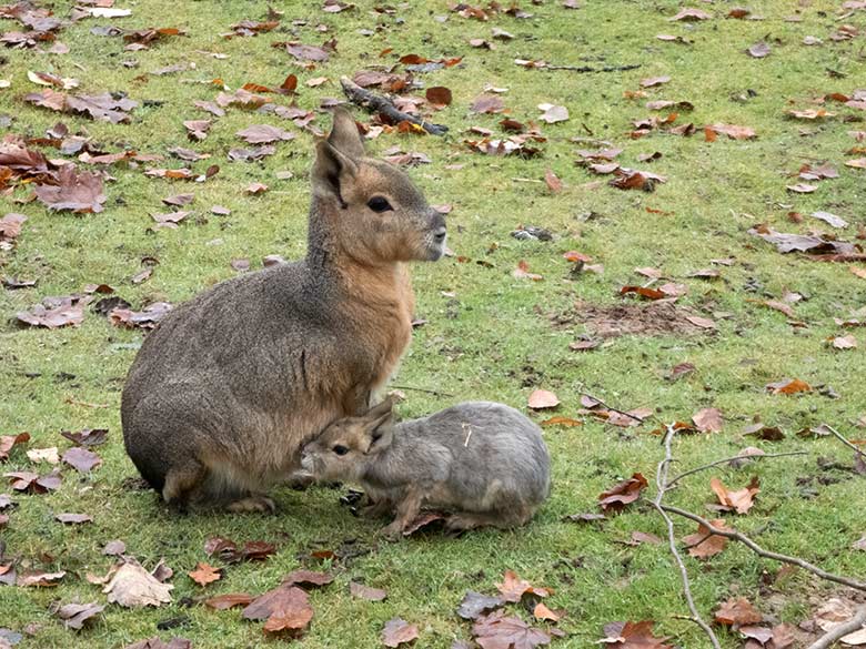 Große Mara mit Jungtier am 14. November 2019 auf der Patagonien-Anlage im Grünen Zoo Wuppertal