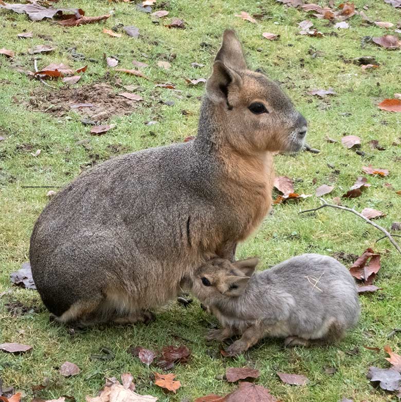 Große Mara mit Jungtier am 14. November 2019 auf der Patagonien-Anlage im Wuppertaler Zoo