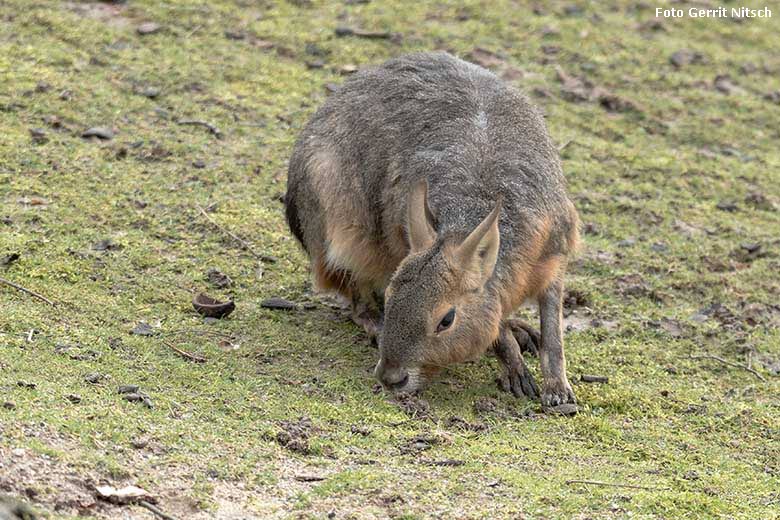 Große Mara am 28. Februar 2020 auf der Patagonien-Anlage im Zoo Wuppertal (Foto Gerrit Nitsch)