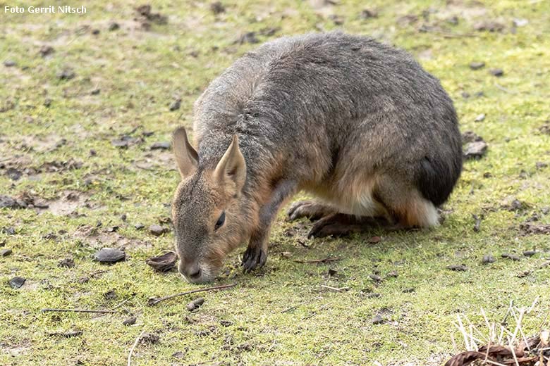 Große Mara am 28. Februar 2020 auf der Patagonien-Anlage im Grünen Zoo Wuppertal (Foto Gerrit Nitsch)